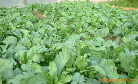 上海農慶農業科技咨詢公司 專業農業信息咨詢，助力現代農業發展