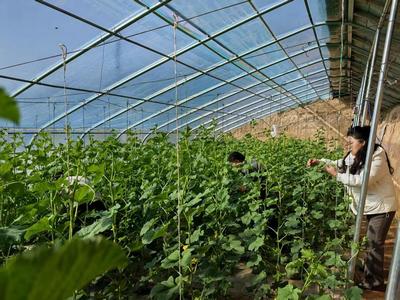 華池農業 技術人員為設施蔬菜生產“開良方”，科技助力綠色高效發展